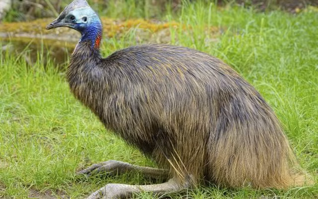 Khong nen choc gian cac dong vat cuc suc nhat the gioi nay-Hinh-7