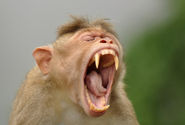 Người đàn ông Hà Nội bị khỉ cắn đứt toàn bộ gân cẳng tay Nguoi dan ong Ha Noi bi khi can dut toan bo gan cang tay