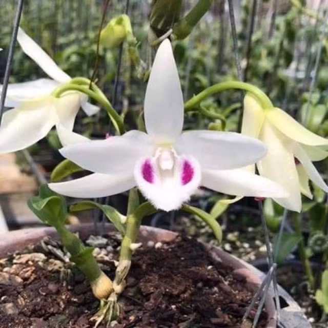 The gioi ai choi phi diep dot bien tien ty?-Hinh-2