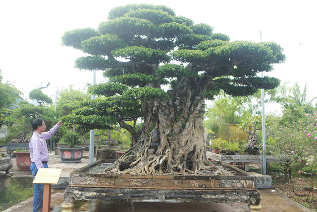 Ngon cay sanh gia 28 ty dong, vay goc cay dang gia bao nhieu?