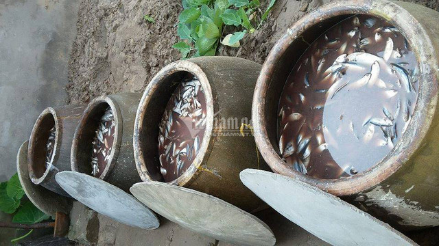Ủ vại mắm suốt 3 năm, rút nước cốt đặc biệt bán cho dân sành U vai mam suot 3 nam, rut nuoc cot dac biet ban cho dan sanh