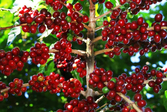 Gia ca phe hom nay 26/2: Tang 200 dong/kg sau 2 phien giam manh