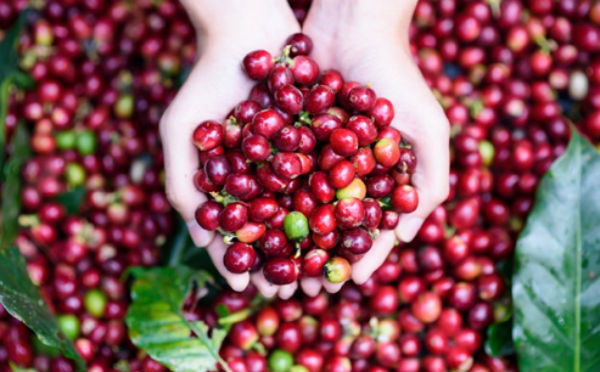 Giá cà phê hôm nay 12/1: Cả tuần giảm mạnh 400 đồng/kg - Hình 2 Gia ca phe hom nay 12/1: Ca tuan giam manh 400 dong/kg-Hinh-2