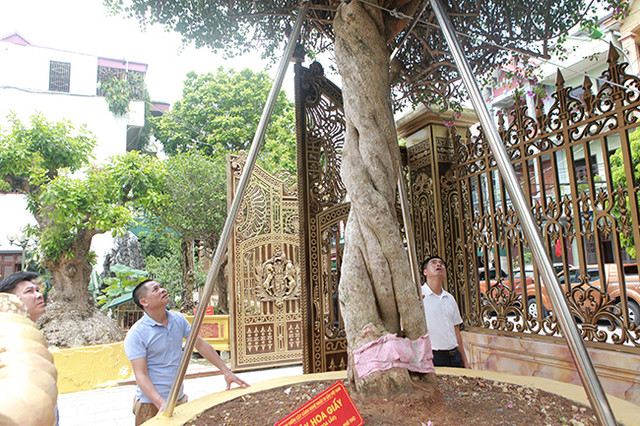 Loại cây mọc hoang đầy đường, đại gia mua giá 3 tỷ khiến dân tình xôn xao - Hình 14 Loai cay moc hoang day duong, dai gia mua gia 3 ty khien dan tinh xon xao-Hinh-14