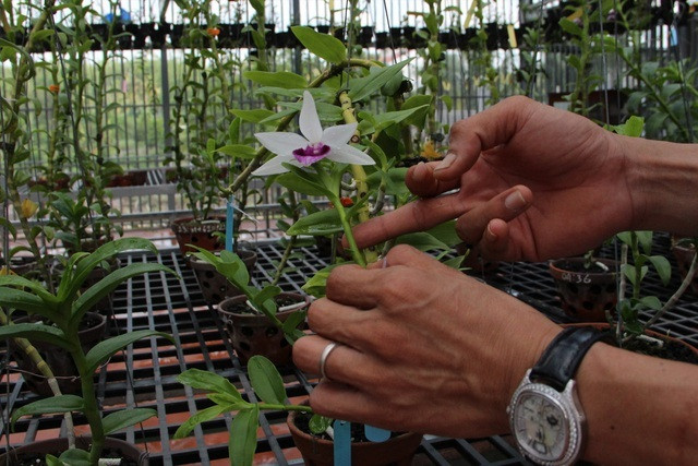 Mua 3 cây lan đột biến gene giá 32 tỷ, người thật việc thật ở Bình Phước - Hình 6 Mua 3 cay lan dot bien gene gia 32 ty, nguoi that viec that o Binh Phuoc-Hinh-6