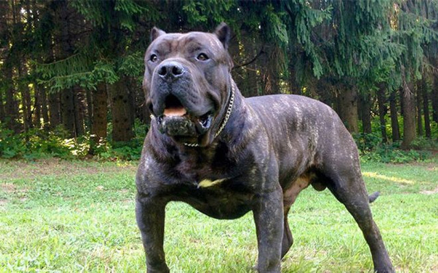 Pitbull không phải là loài chó dữ nhất thế giới - Hình 6 Pitbull khong phai la loai cho du nhat the gioi-Hinh-6