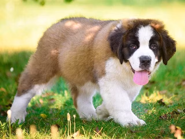 Nhung giong cho to nhat qua dat-Hinh-9