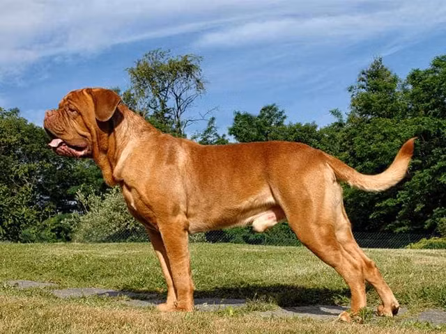 Nhung giong cho to nhat qua dat-Hinh-5