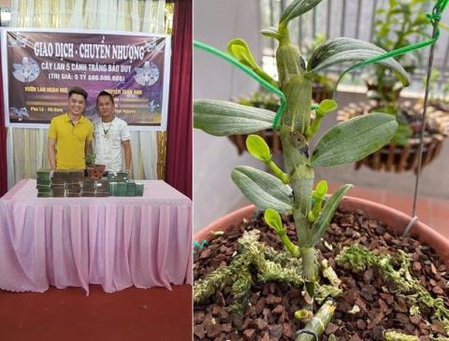 Sot phi diep dot bien: Them nguoi bi lua trang tien ty