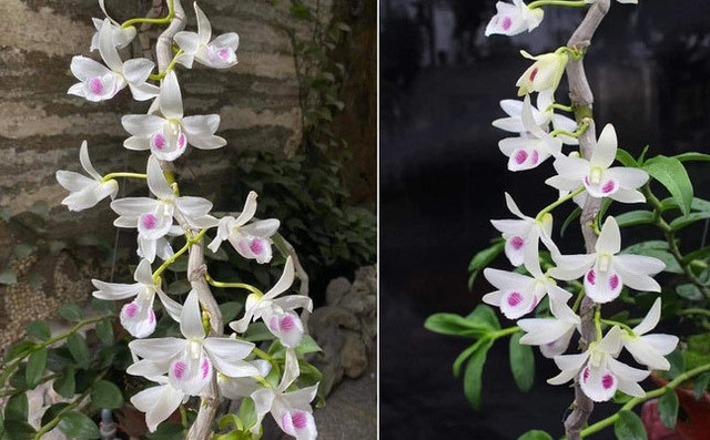 Bí ẩn chủ nhân chậu lan Juliet 83 tỷ khiến cộng đồng cây cảnh 'chia phe' Bi an chu nhan chau lan Juliet 83 ty khien cong dong cay canh 'chia phe'