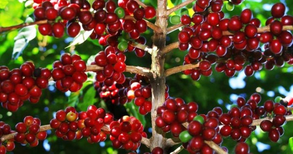 Giá cà phê hôm nay 20/1: Lặng sóng từ đầu tuần, giữ giá 31.700 đồng/kg Gia ca phe hom nay 20/1: Lang song tu dau tuan, giu gia 31.700 dong/kg