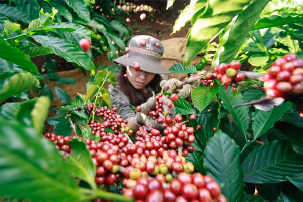 Gia ca phe hom nay 26/12: Tiep tuc tang 300 dong/kg
