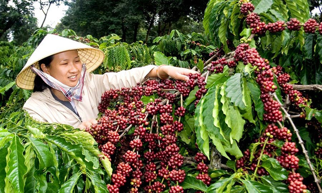 Giá cà phê hôm nay 14/1: Lao dốc mạnh 700 đồng/kg toàn Tây Nguyên Gia ca phe hom nay 14/1: Lao doc manh 700 dong/kg toan Tay Nguyen
