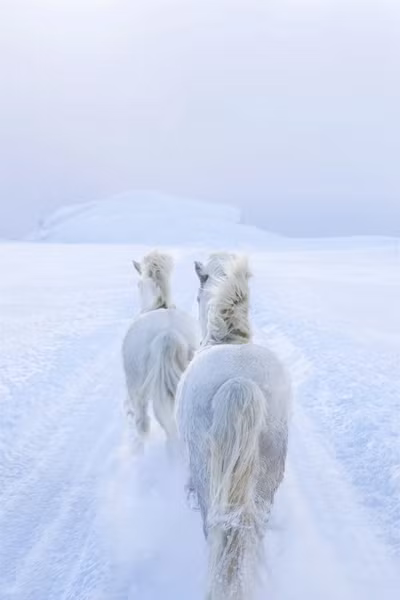 Giong ngua song 1.000 nam tren bang dao-Hinh-4
