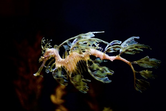 Hải long lá - 'rồng biển' đẹp mê hoặc như tranh - Hình 10 Hai long la - 'rong bien' dep me hoac nhu tranh-Hinh-10