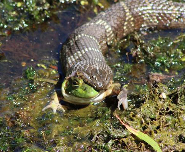 Loạt ảnh khoảnh khắc động vật xẻ thịt con mồi tàn bạo - Hình 5 Loat anh khoanh khac dong vat xe thit con moi tan bao-Hinh-5