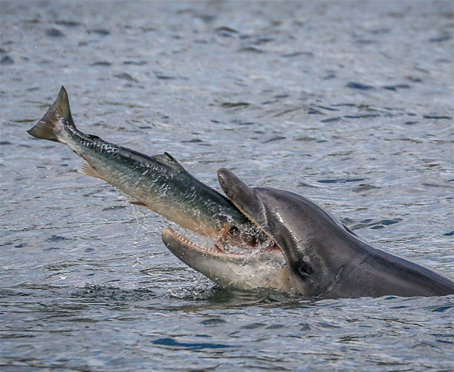 Loạt ảnh khoảnh khắc động vật xẻ thịt con mồi tàn bạo - Hình 4 Loat anh khoanh khac dong vat xe thit con moi tan bao-Hinh-4