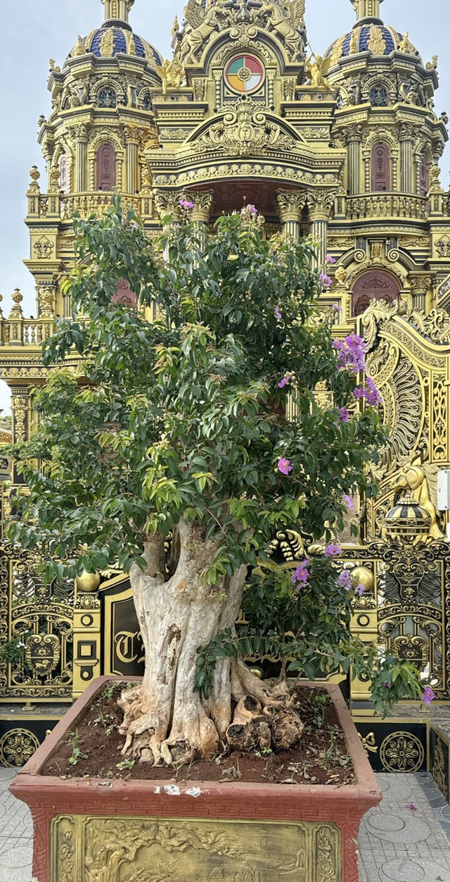 Đại gia Nghệ An dành hơn 3.000m2 trồng các loại cây bonsai trị giá bạc tỷ - Hình 8 Dai gia Nghe An danh hon 3.000m2 trong cac loai cay bonsai tri gia bac ty-Hinh-8