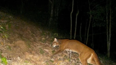 Beo lửa, loài quý hiếm, được phát hiện tại rừng Pù Hoạt