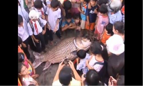 Con cá hô khủng thu hút sự chú ý của nhiều người. Ảnh cắt ra từ clip. Con cá hô khủng thu hút sự chú ý của nhiều người. Ảnh cắt ra từ clip.