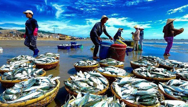 Hàng loạt lô hàng thủy sản Việt Nam bị EU từ chối hoặc giám sát vì ATVSTP Hang loat lo hang thuy san Viet Nam bi EU tu choi hoac giam sat vi ATVSTP