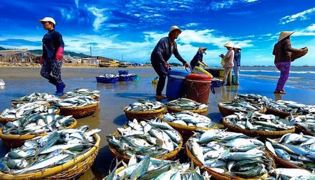 Hang loat lo hang thuy san Viet Nam bi EU tu choi hoac giam sat vi ATVSTP