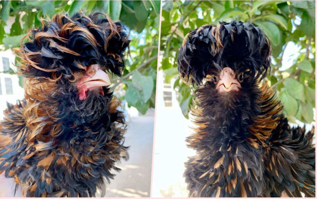 Chi hang chuc trieu mua ga doc di ve choi Tet-Hinh-2