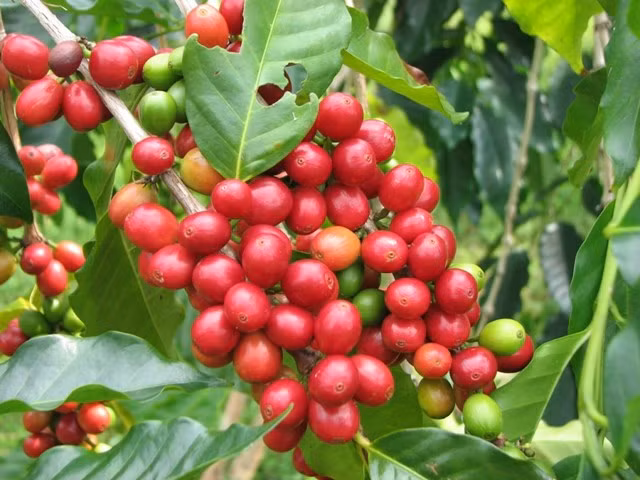 Gia ca phe Tay Nguyen giam sau chua tung thay