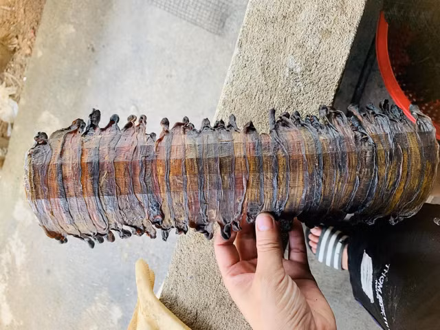 Thuong lai Trung Quoc tim mua giun say kho gia 1,5 trieu/kg