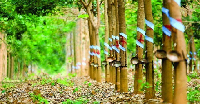 Vinaruco lãi vỏn vẹn 160 triệu đồng quý 4/2020 Vinaruco lai von ven 160 trieu dong quy 4/2020