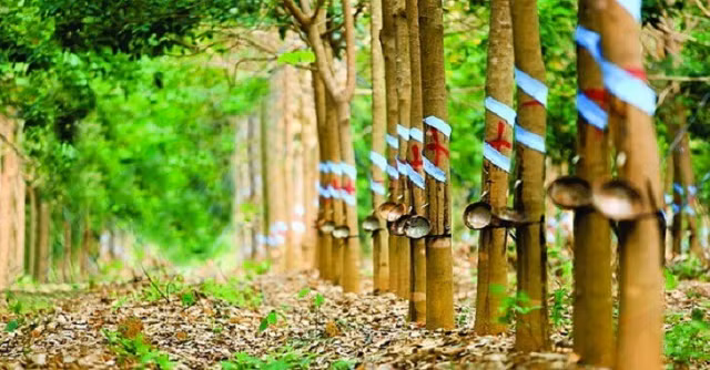 Vinaruco lai von ven 160 trieu dong quy 4/2020