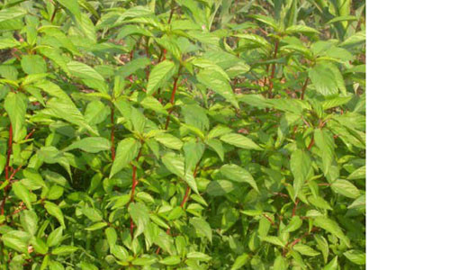 Rau đay chưa nhiều can xi tốt cho xương, ngoài ra nó còn có nhiều giá trị về y học như giải nhiệt, giải cảm, giải ngộ độc, nhuận tràng, tiêu đàm rất thích hợp để cho bé ăn khi bị cảm ốm.