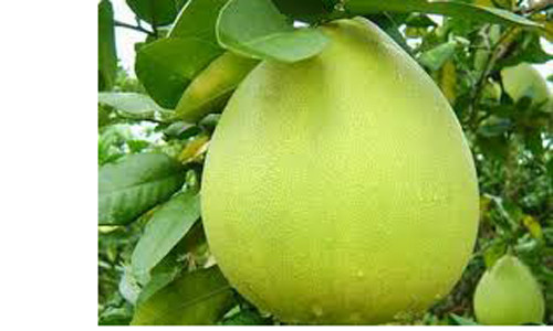 Là loại quả có tính hàn và vị chua đặc trưng rất tốt để giảm trướng bụng, khó tiêu, long đờm và trị ho ở trẻ. Hàm lượng vitamin C tự nhiên trong loại trái cây có múi này còn rất có lợi cho trẻ mắc bệnh tim mạch hay béo phì.