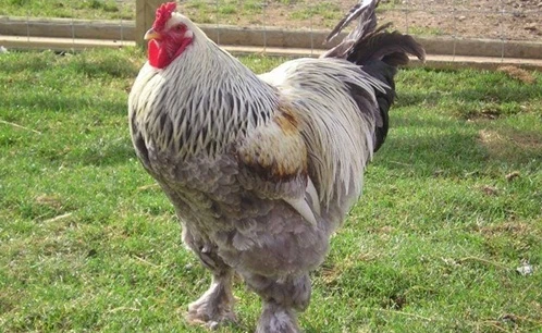 Nhà giàu ăn gì mỗi dịp lễ Tết?