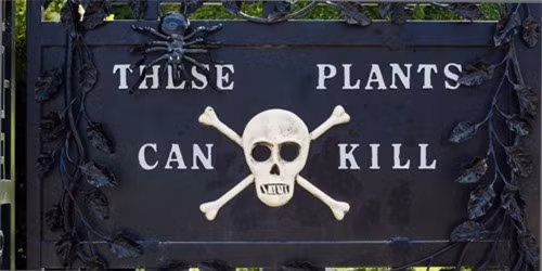 Chào mừng đến Khu vườn Độc dược, khu vườn chết chóc nhất trên thế giới. Tọa lạc ở Lâu đài Alnwick tại Northumberland, nước Anh, khu vườn xanh tốt này là nơi trú ngụ của hơn 95 cây trồng và tất cả các cây này đều có thể gây chết người. “Chúng tôi phải duy trì khu vườn, vì vậy chúng tôi sẽ phải chăm sóc cây cối và khi thực hiện điều đó, chúng tôi phải rất cẩn thận, chùm và bao bọc lớp da của mình khi làm việc với các loại cây đặc biệt nguy hiểm”, Trevor Jones nói.