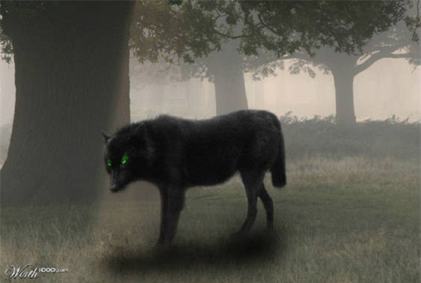 3. Black Shuck: Black Shuck là tên của một con chó sói ma đi lang thang ở Norfolk, Suffolk, Anh. Bóng ma loài này thưởng lởn vởn trong rừng, có hàm răng nanh đen lớn với đôi mắt đỏ ngầu hoặc xanh lá cây như mắt mèo. Những câu chuyện dân gian kể lại rằng, chỉ cần bắt gặp Black Shuck hoặc trực tiếp nhìn vào mắt của nó, thì trong vòng 1 năm, nạn nhân sẽ lìa đời.
