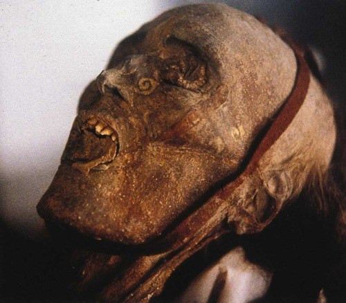 Tuy nhiên, chuyên gia Victor Mair lại đưa ra nhận định rằng, những xác ướp trên rất có thể là thổ dân Tocharian di chuyển từ phía Tây qua Trung Á và dừng chân tại Tân Cương. Cho đến nay, giới chuyên gia vẫn chưa tìm ra lời giải thích thỏa đáng về hàng trăm xác ướp Tarim.