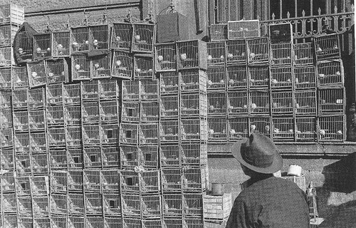 Gian hàng bán chim cảnh thấp thoáng bóng của cánh mày râu vào xem.