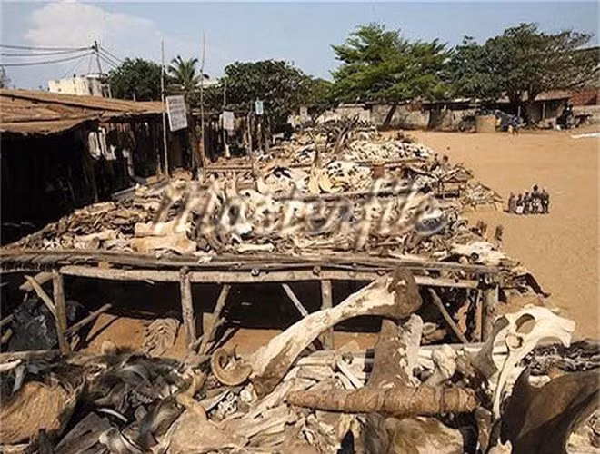  Akodessewa được mệnh danh là chợ buôn bán các loại đồ vật dùng để cúng tế lớn nhất thế giới với rất nhiều thứ đồ từ lạ mắt cho đến quái dị và ghê rợn. 