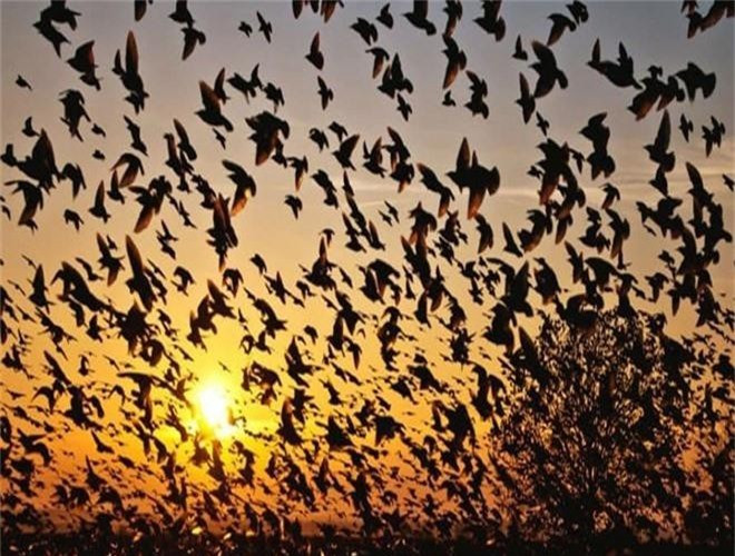 ##sc### 10. Làng Jatinga, Ấn Độ. Ngôi làng này nổi tiếng với sự bí ẩn của loài chim. Trong khoảng thời gian từ tháng 9 đến tháng 11 hàng năm, nhiều loài chim khắp nơi đến đây và chết tại ngôi làng nhỏ này. 