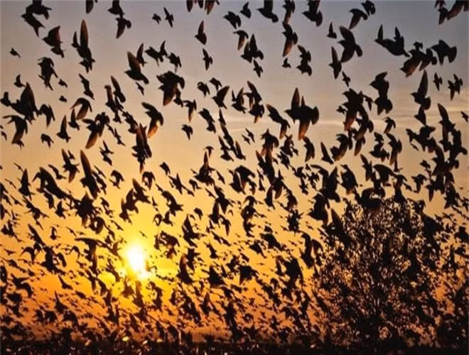  10. Làng Jatinga, Ấn Độ. Ngôi làng này nổi tiếng với sự bí ẩn của loài chim. Trong khoảng thời gian từ tháng 9 đến tháng 11 hàng năm, nhiều loài chim khắp nơi đến đây và chết tại ngôi làng nhỏ này. 