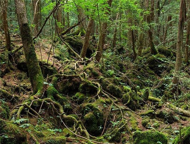 ##sc### 8. Rừng Aokigahara, Nhật Bản: từ những năm 1950, hơn 500 người đã tới chân núi Phú Sĩ để tự sát. 