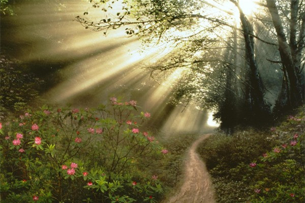 ##sc### Theo truyền thuyết, ma cà rồng không thể tiếp xúc với ánh nắng mặt trời nên chúng thường ở trong quan tài đến đêm tối rồi mới xuất hiện. Nếu đi lại dưới ánh nắng mặt trời thì ma cà rồng sẽ bị thiêu đốt và tan biến thành cát bụi.