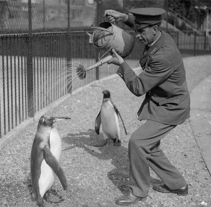 Một nhân viên sở thú đang tắm cho những chú chim cánh cụt năm 1930.