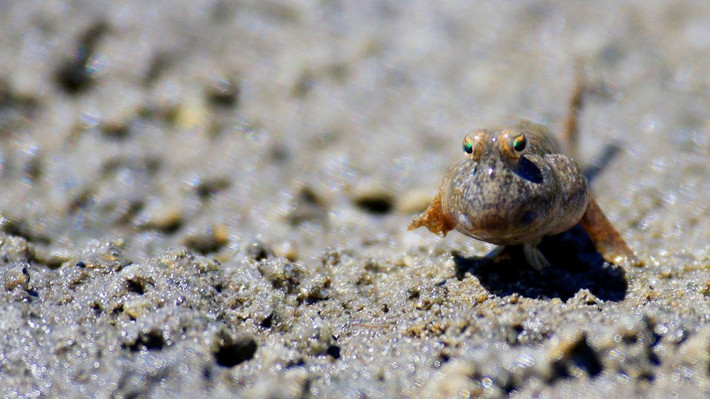 Loài cá này có kích thước nhỏ với cặp mắt to, phình hơn cả đầu nên hình dáng trông rất kỳ dị