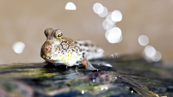 Cá bống thùng hay cá thòi lòi được xem là loại cá kỳ lạ có khả năng chạy, nhảy, leo cây