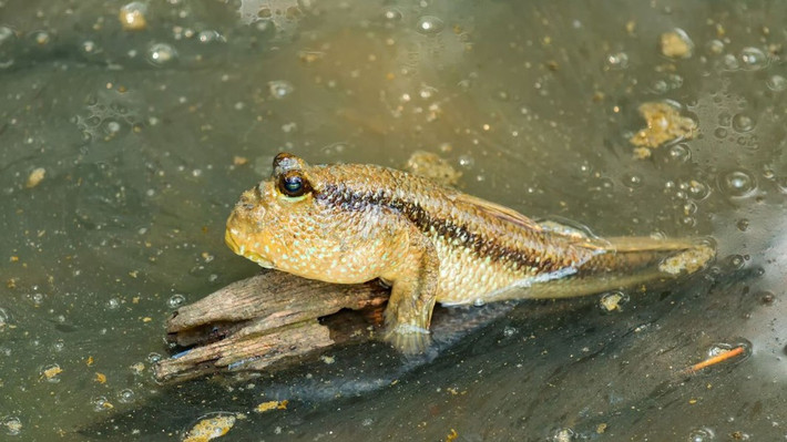 Cá bống thùng thường sống ở các rừng ngập mặn, ven các cửa sông, cửa biển như ở Thanh Hóa, Cần Giờ, rừng U Minh Hạ...