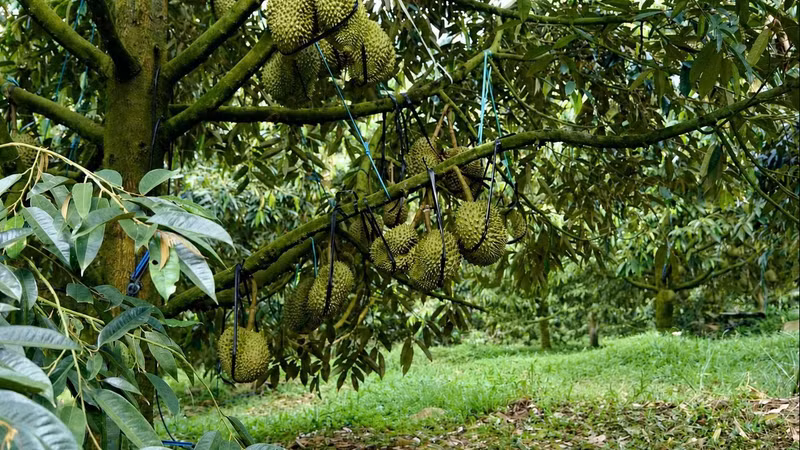 Lâm Đồng chỉ đạo mở rộng dư địa thu xuất nhập khẩu từ nông sản chủ lực