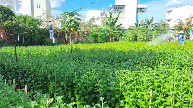 Nguoi trong hoa TPHCM giam san luong, giu gia de thich nghi voi mua Tet-Hinh-2