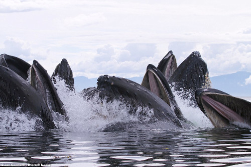Đàn cá voi lưng gù phi lên khỏi mặt nước đớp mồi - Hình 7 Dan ca voi lung gu phi len khoi mat nuoc dop moi-Hinh-7
